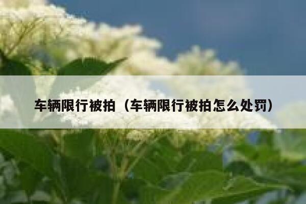 车辆限行被拍（车辆限行被拍怎么处罚） 第1张