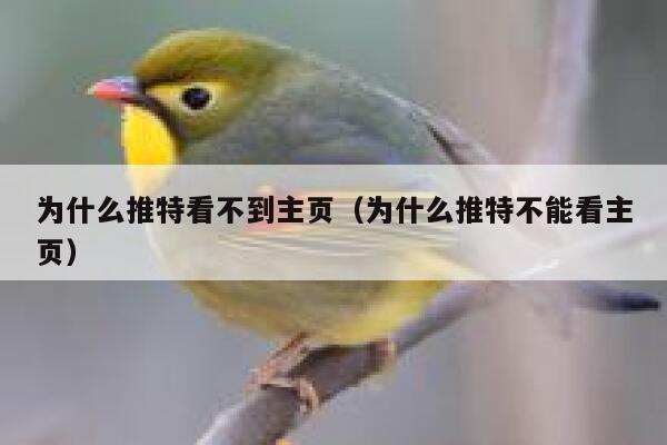 为什么推特看不到主页（为什么推特不能看主页） 第1张