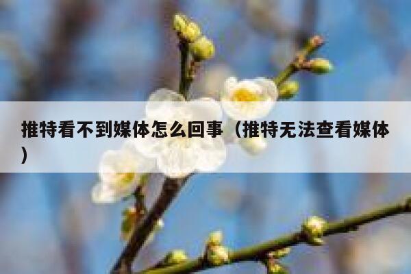 推特看不到媒体怎么回事（推特无法查看媒体） 第1张