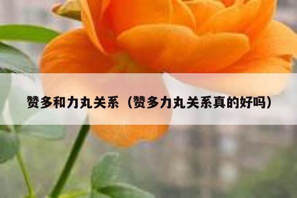 赞多和力丸关系（赞多力丸关系真的好吗） 第1张