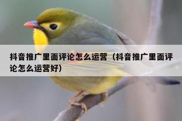 抖音推广里面评论怎么运营（抖音推广里面评论怎么运营好） 第1张