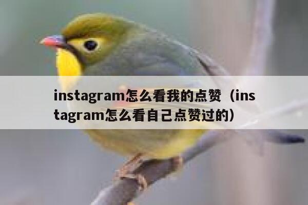 instagram怎么看我的点赞（instagram怎么看自己点赞过的） 第1张