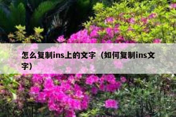 怎么复制ins上的文字（如何复制ins文字） 第1张