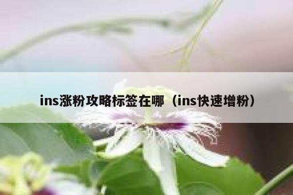 ins涨粉攻略标签在哪（ins快速增粉） 第1张