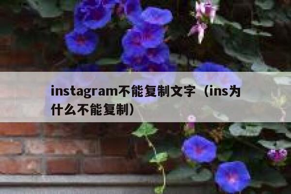 instagram不能复制文字（ins为什么不能复制） 第1张