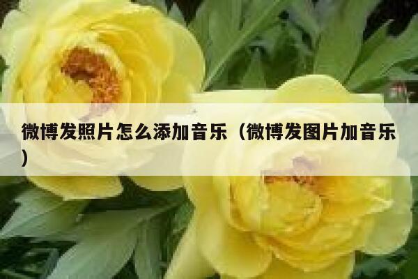 微博发照片怎么添加音乐（微博发图片加音乐） 第1张