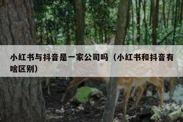 小红书与抖音是一家公司吗（小红书和抖音有啥区别） 第1张