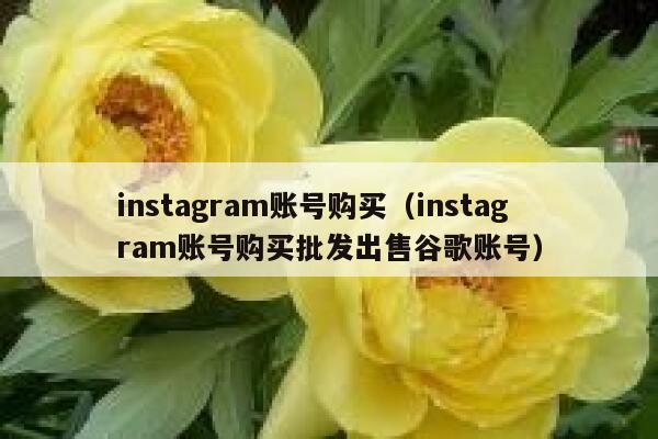 instagram账号购买（instagram账号购买批发出售谷歌账号） 第1张