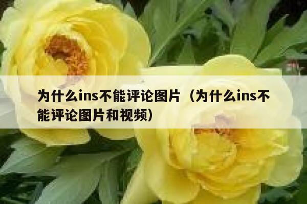 为什么ins不能评论图片(为什么ins不能评论图片和视频) 第1张 为什么ins不能评论图片(为什么ins不能评论图片和视频) 第1张