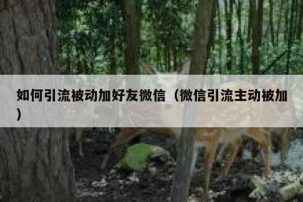 如何引流被动加好友微信(微信引流主动被加) 第1张 如何引流被动加好友微信(微信引流主动被加) 第1张
