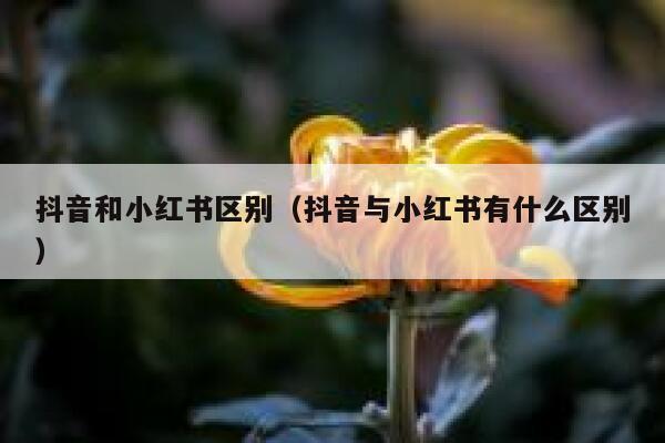 抖音和小红书区别（抖音与小红书有什么区别） 第1张