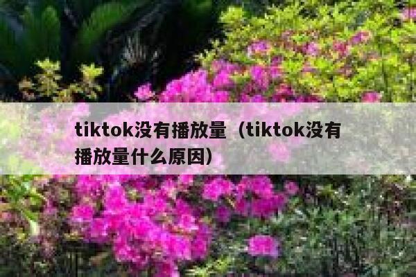 tiktok没有播放量（tiktok没有播放量什么原因） 第1张