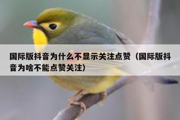 国际版抖音为什么不显示关注点赞(国际版抖音为啥不能点赞关注) 第1张 国际版抖音为什么不显示关注点赞(国际版抖音为啥不能点赞关注) 第1张