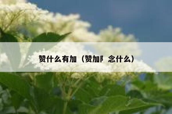 赞什么有加(赞加阝念什么) 第1张 赞什么有加(赞加阝念什么) 第1张
