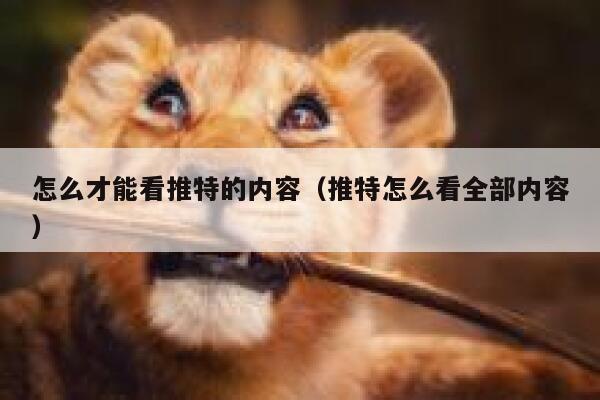 怎么才能看推特的内容（推特怎么看全部内容） 第1张