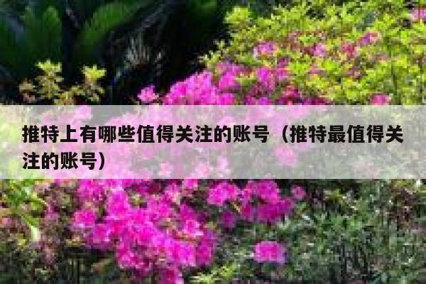 推特上有哪些值得关注的账号（推特最值得关注的账号） 第1张
