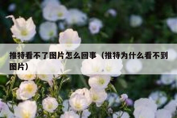 推特看不了图片怎么回事（推特为什么看不到图片） 第1张