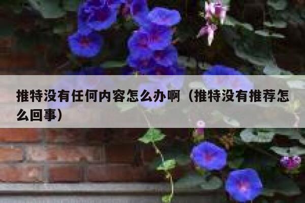 推特没有任何内容怎么办啊（推特没有推荐怎么回事） 第1张