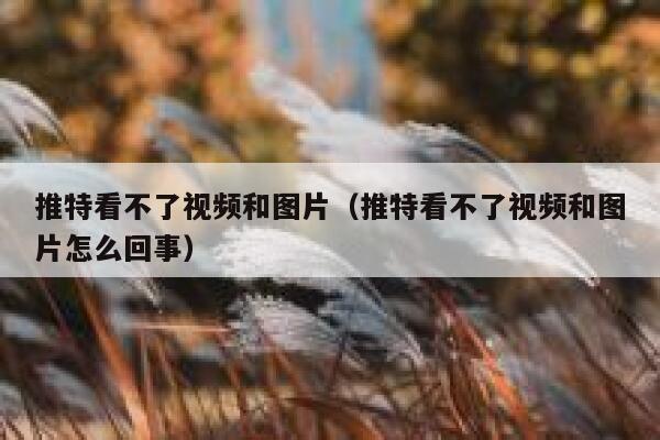 推特看不了视频和图片（推特看不了视频和图片怎么回事） 第1张