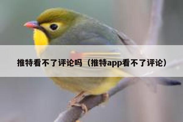 推特看不了评论吗（推特app看不了评论） 第1张