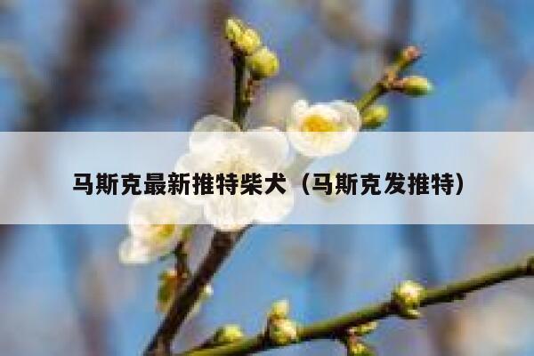 马斯克最新推特柴犬（马斯克发推特） 第1张