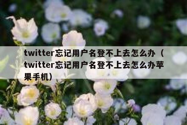 twitter忘记用户名登不上去怎么办（twitter忘记用户名登不上去怎么办苹果手机） 第1张