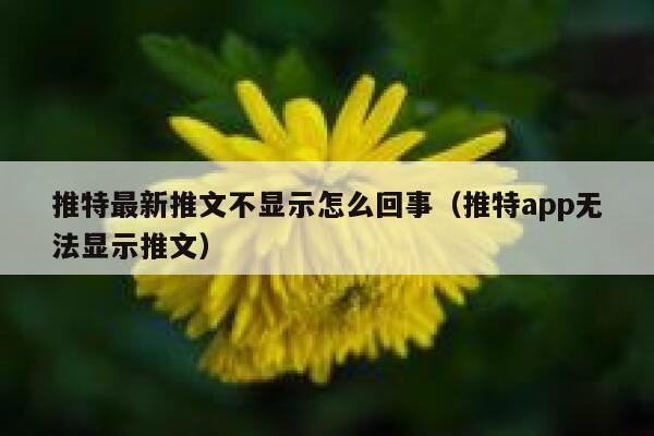 推特最新推文不显示怎么回事（推特app无法显示推文） 第1张