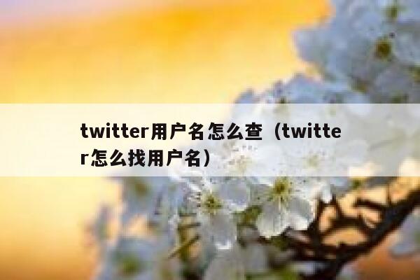 twitter用户名怎么查（twitter怎么找用户名） 第1张