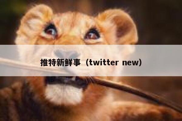 推特新鲜事（twitter new） 第1张