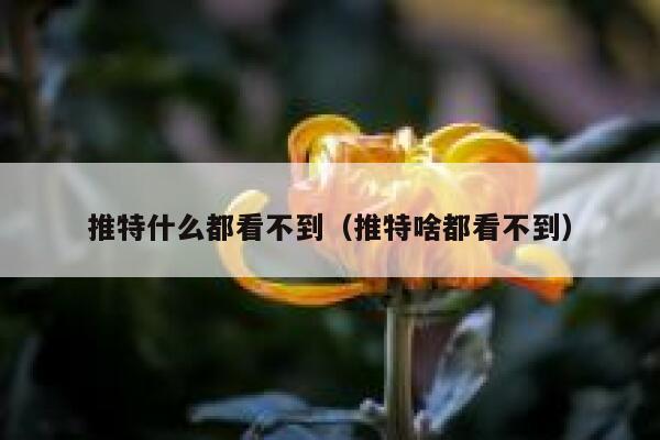 推特什么都看不到（推特啥都看不到） 第1张