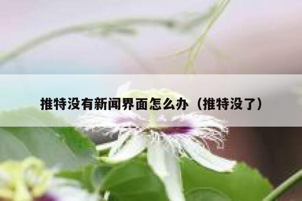 推特没有新闻界面怎么办（推特没了） 第1张