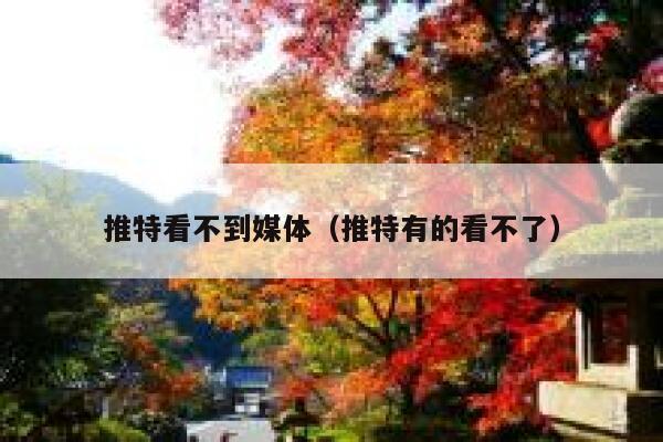 推特看不到媒体（推特有的看不了） 第1张