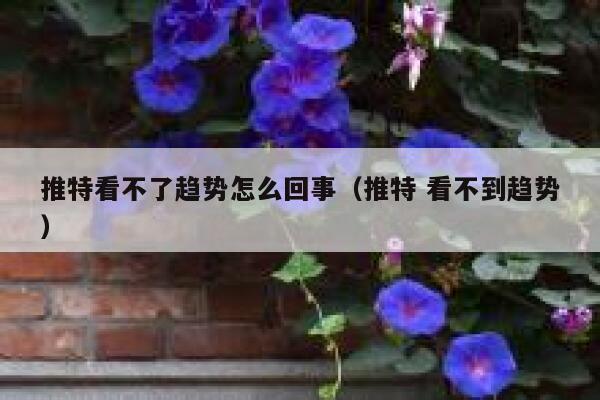 推特看不了趋势怎么回事（推特 看不到趋势） 第1张