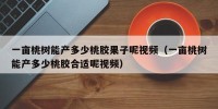 一亩桃树能产多少桃胶果子呢视频（一亩桃树能产多少桃胶合适呢视频）