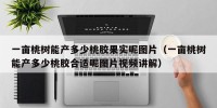 一亩桃树能产多少桃胶果实呢图片（一亩桃树能产多少桃胶合适呢图片视频讲解）