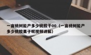一亩桃树能产多少桃胶干00（一亩桃树能产多少桃胶果子呢视频讲解）