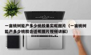一亩桃树能产多少桃胶果实呢图片（一亩桃树能产多少桃胶合适呢图片视频讲解）