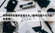 微博昵称后面的鱼是什么（微博这是什么小鱼鱼是谁）